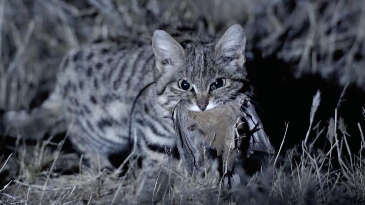 Бенгальская кошка Дикая