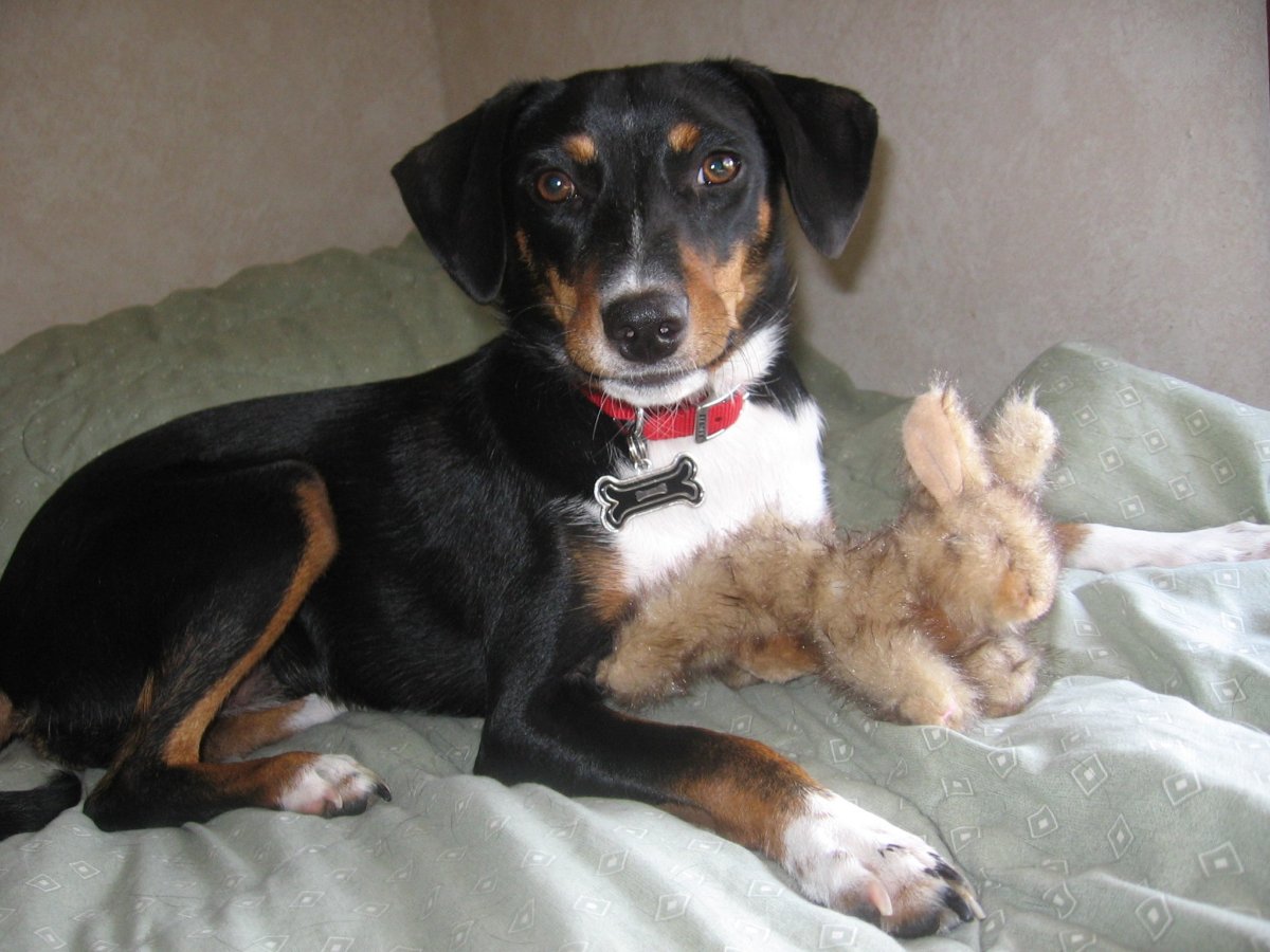 Бигль метис