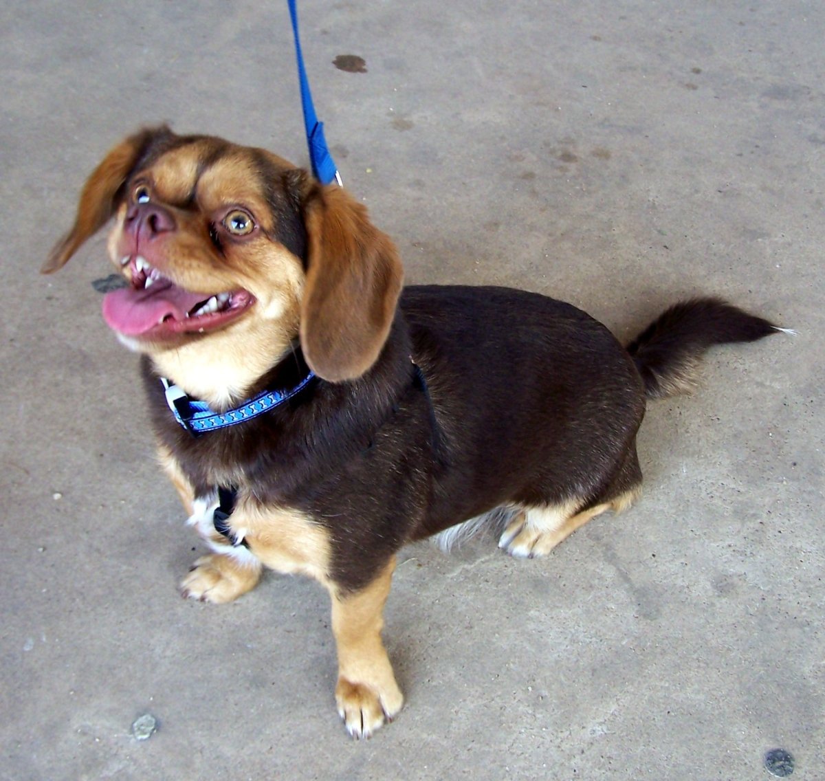 Порода собак такса помесь