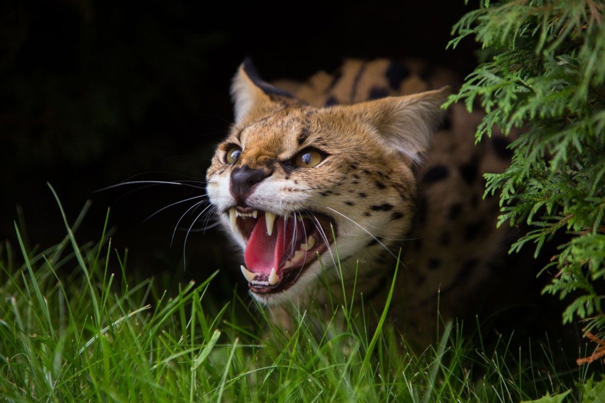 Сервал оскал