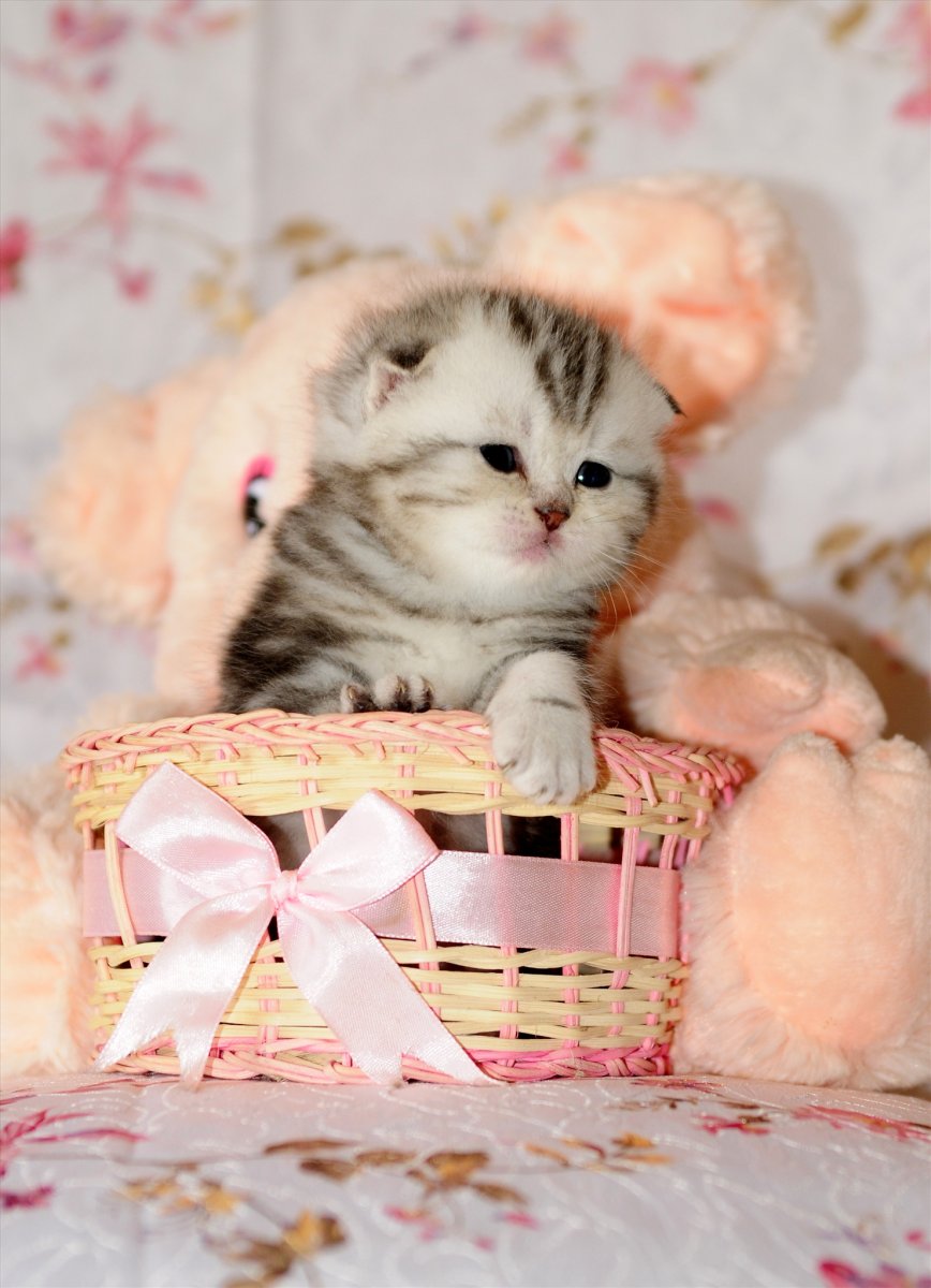 Британская короткошёрстная шиншилла