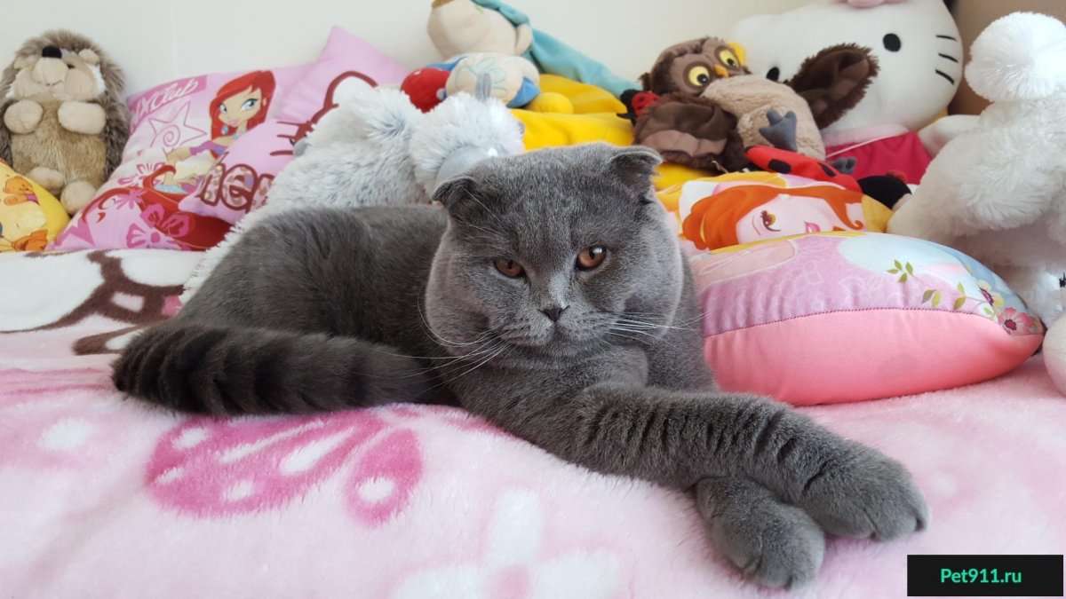 Вислоухий экзот Манчкин Снупи