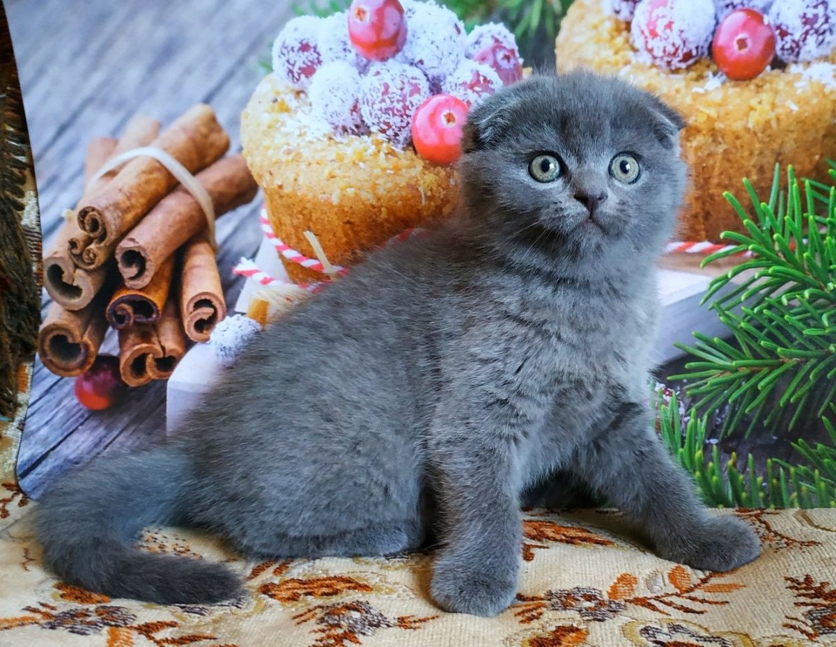 Шотландская вислоухая кошка плюшевая