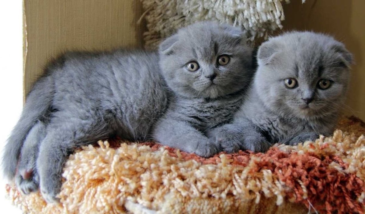 Шотландские вислоухие котята