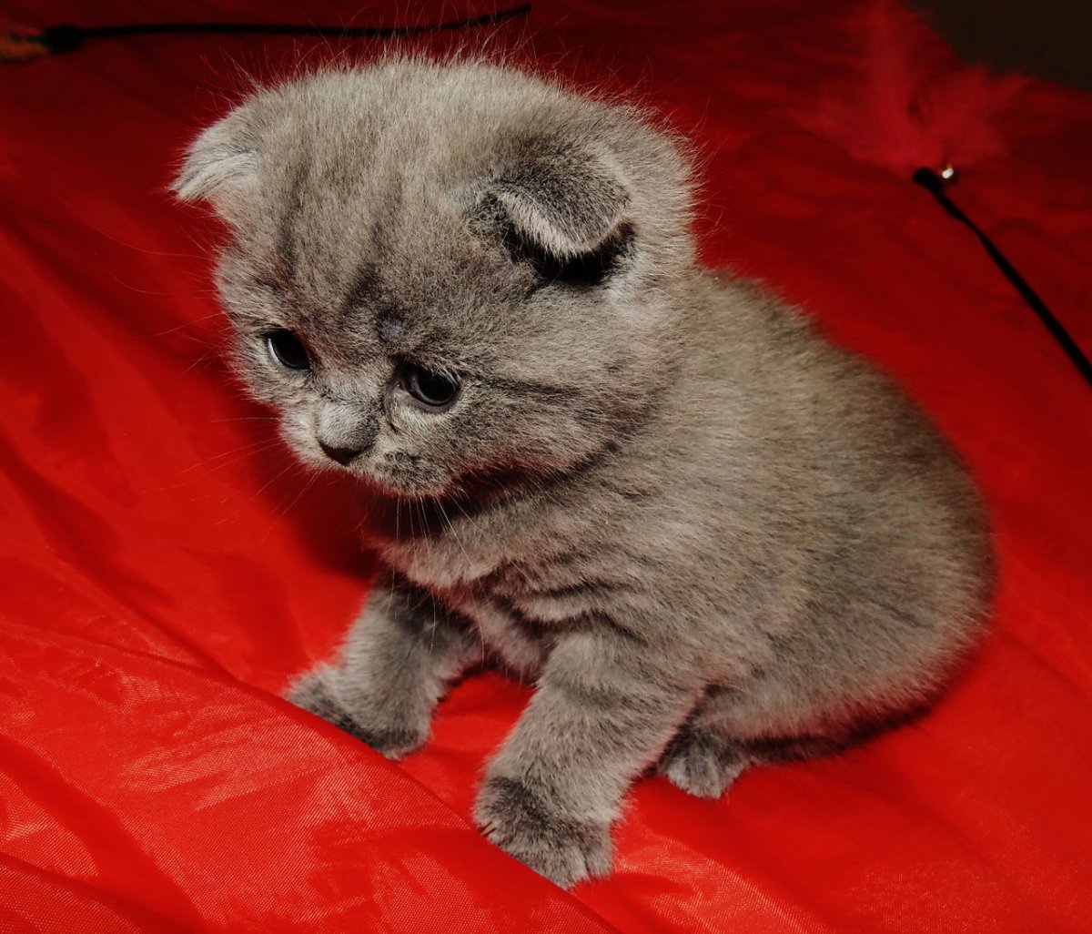 Кот обнимает игрушку