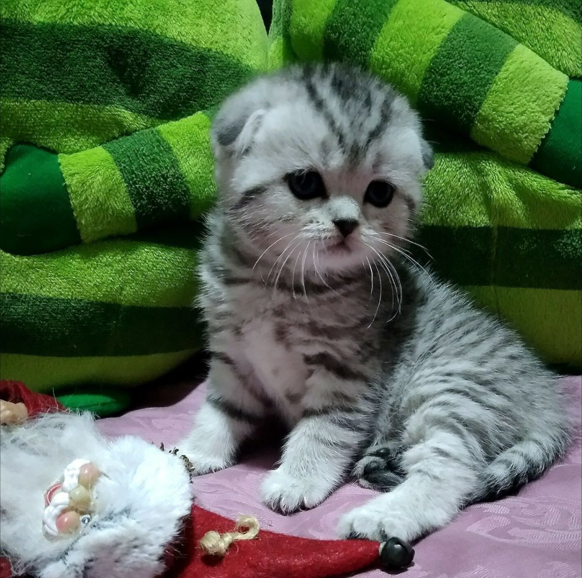 Шотландские вислоухие котята мраморные