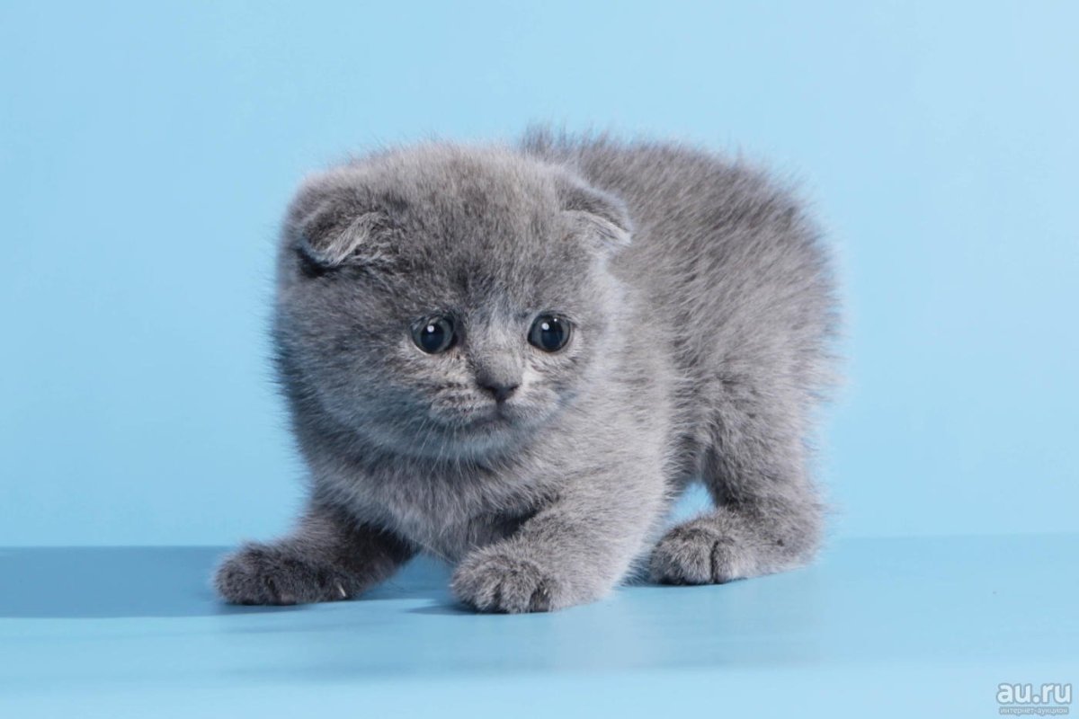 Шотландский вислоухий плюшевый котенок