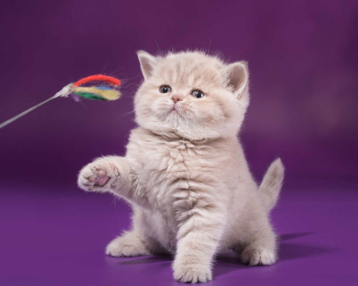 Шотландский вислоухий кот голубой