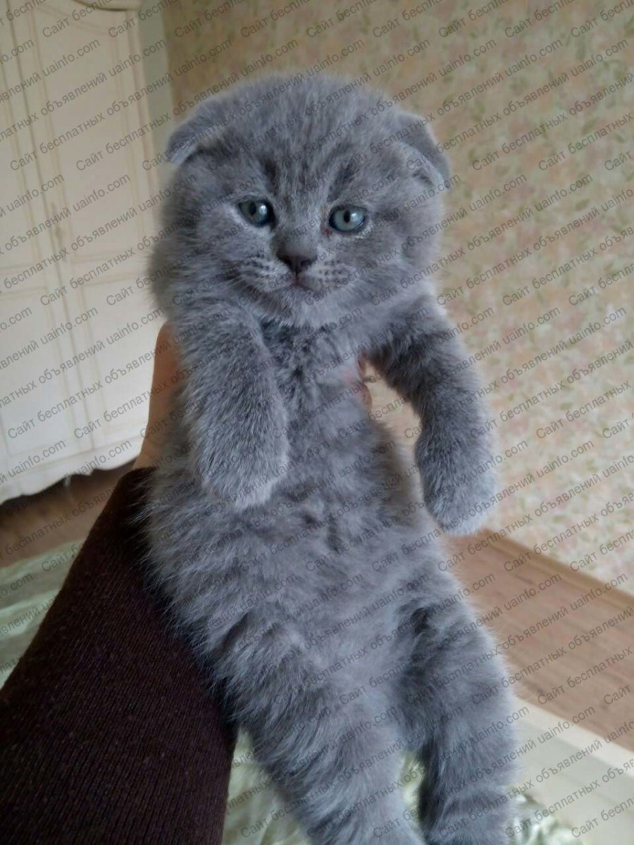 Шотландский скоттиш фолд голубой