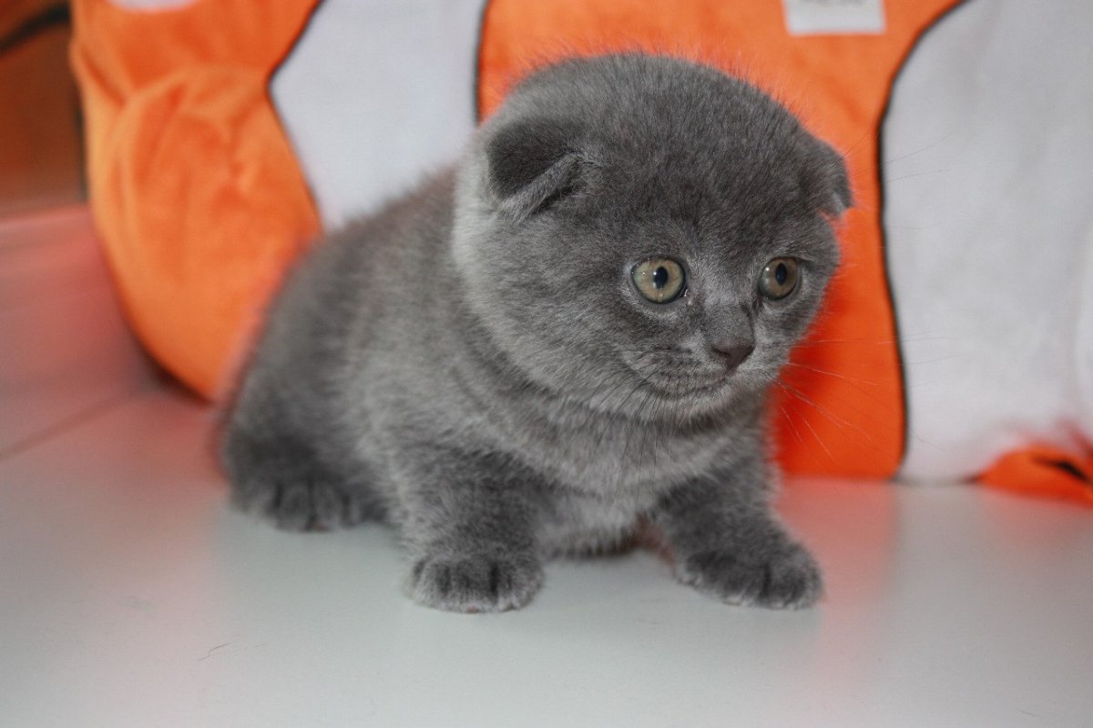 Шотландская плюшевая лиловая