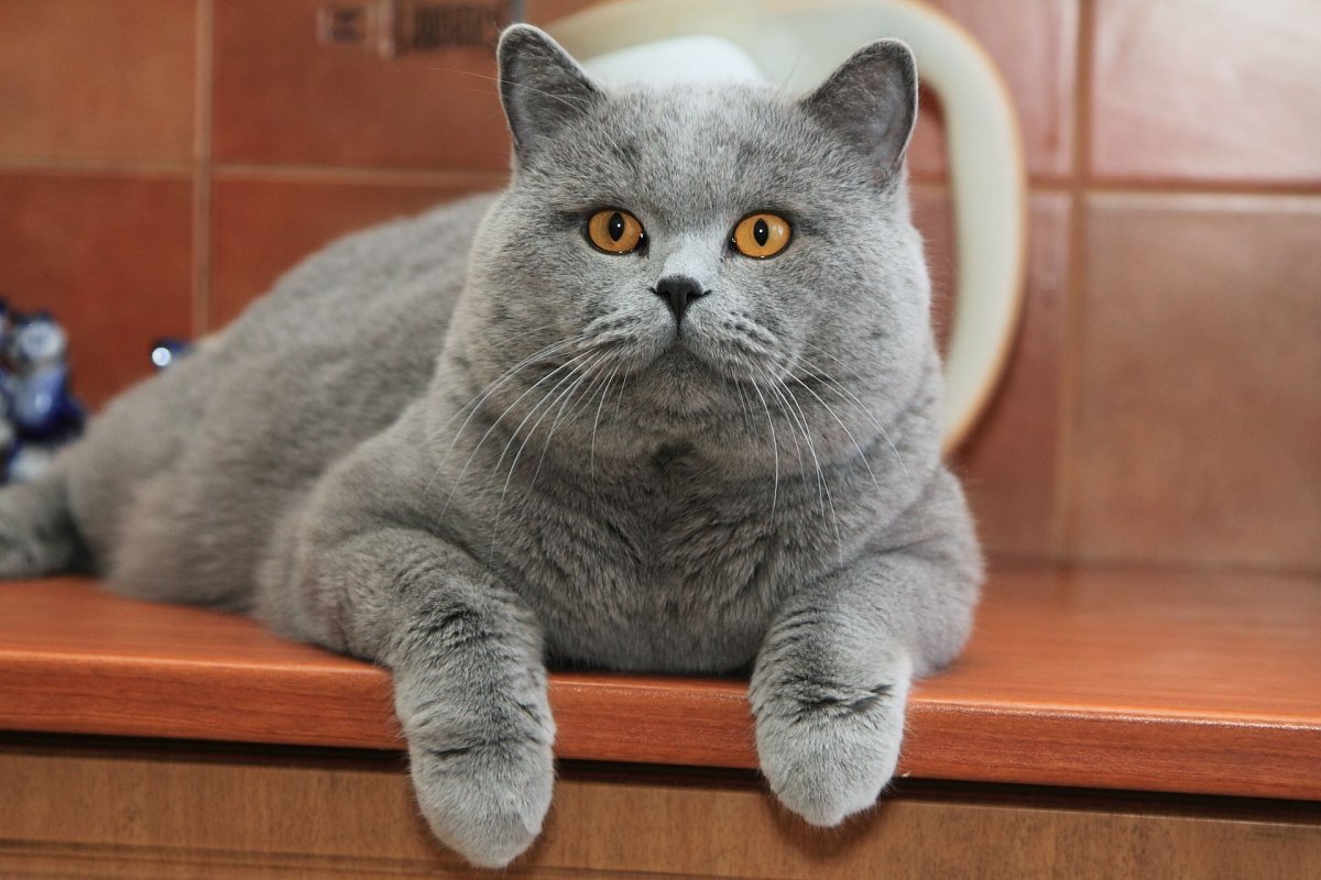 Британский короткошерстный кот толстый