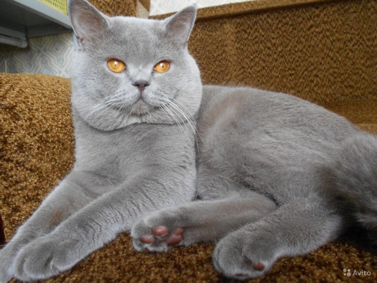 Скоттиш страйт лиловый окрас