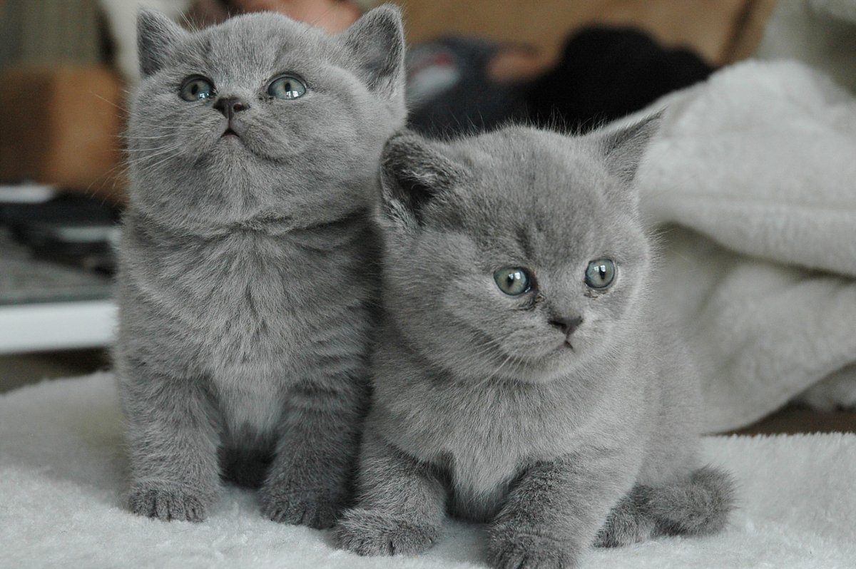 Шотландская голубая кошка прямоухая