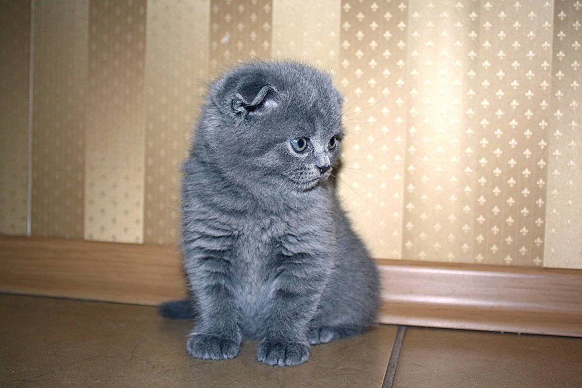 Шотландский вислоухий голубой котенок