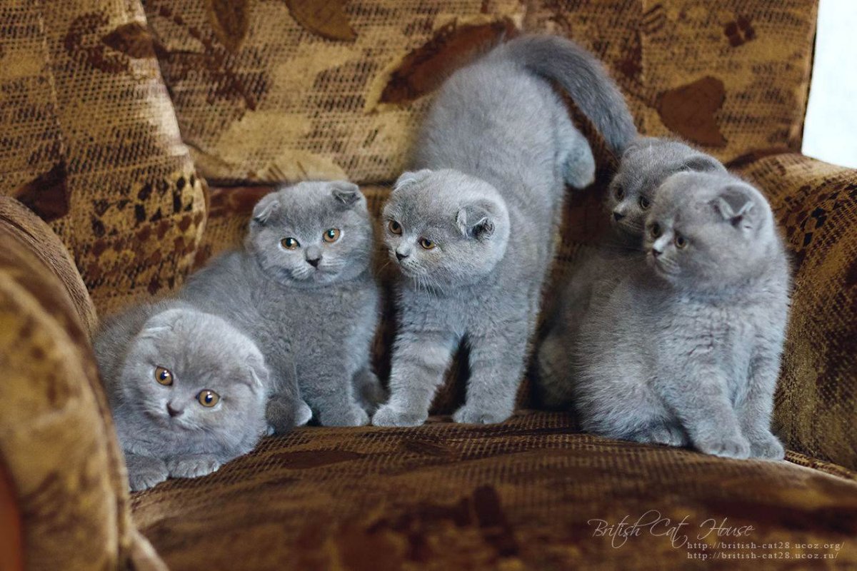 Голубой британец котенок