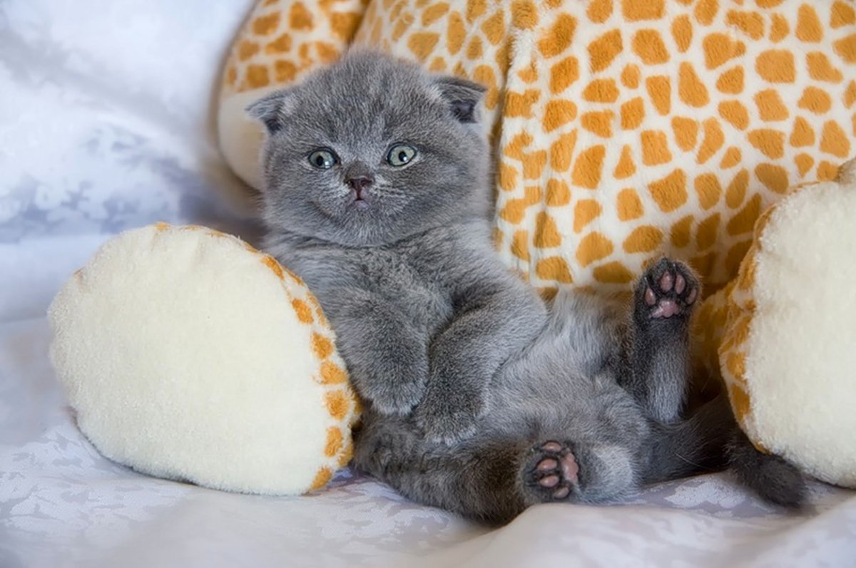 Плюшевый кот британец вислоухий