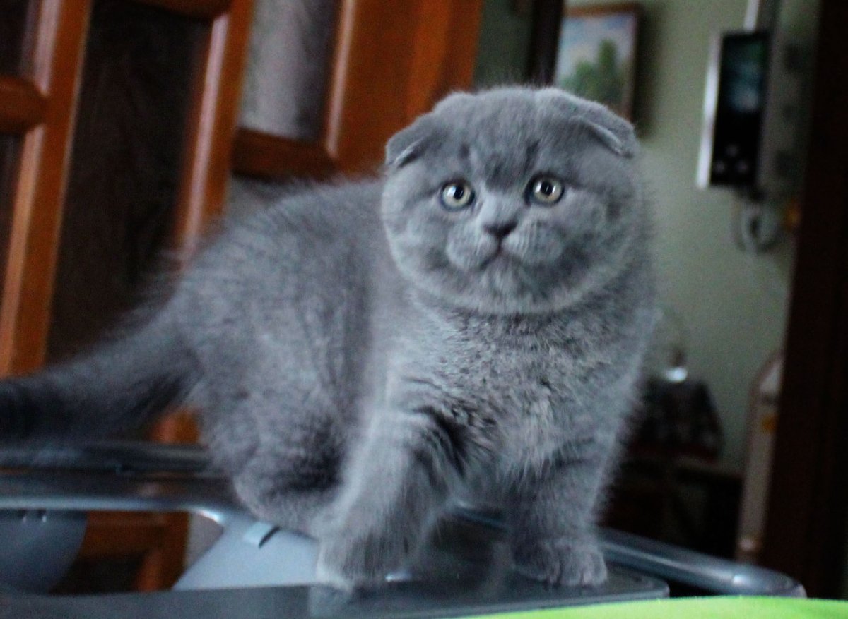 Шотландские котята вислоухие в корзинке