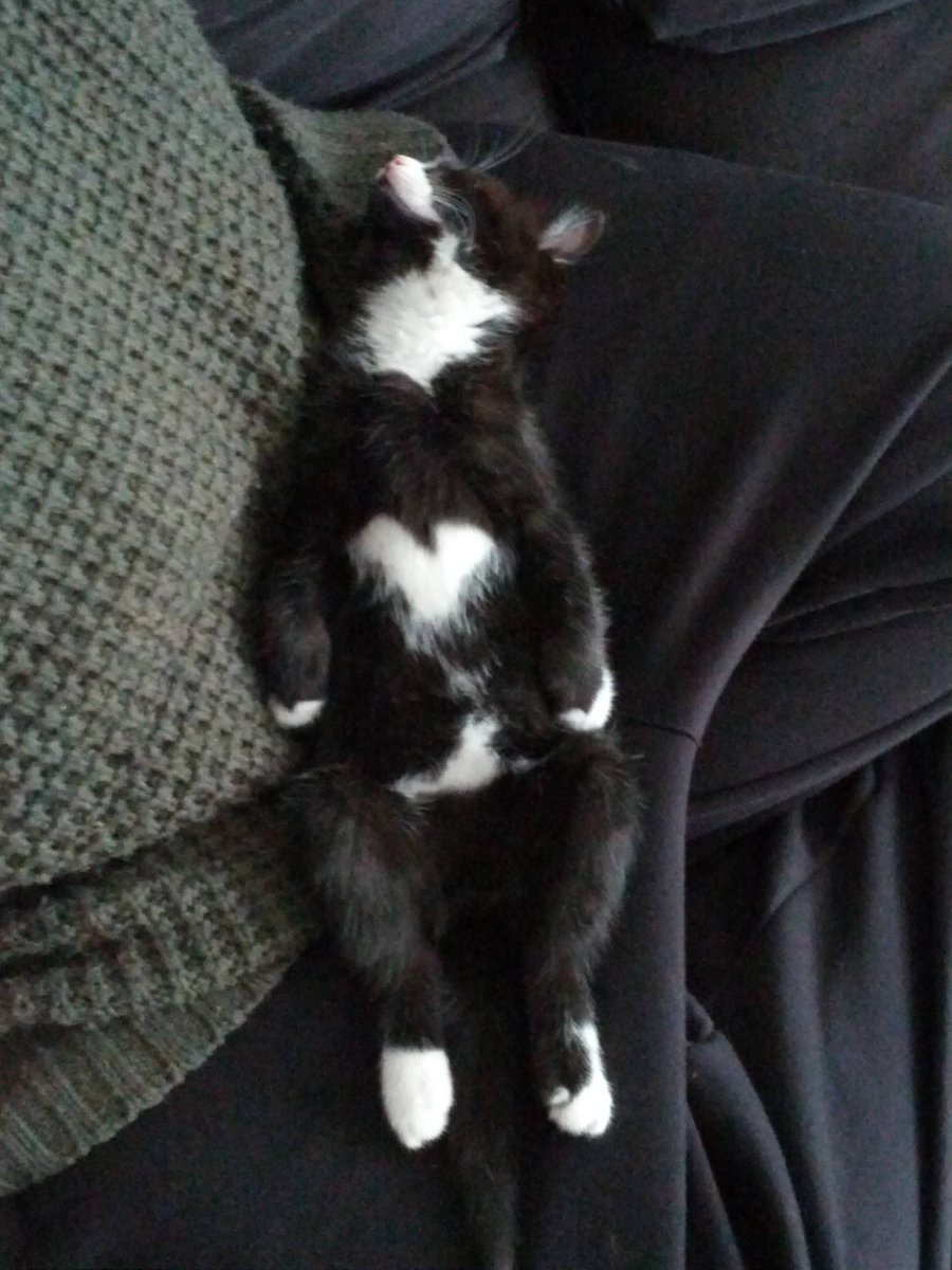 Милые котики с сердечками