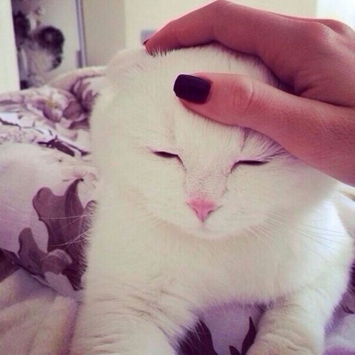 Милые фоточки котиков