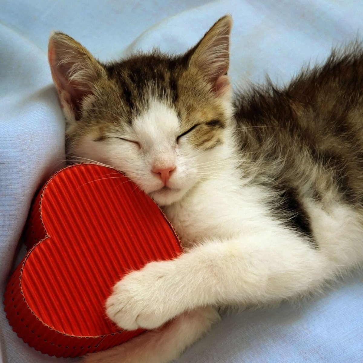 Кот с сердечками