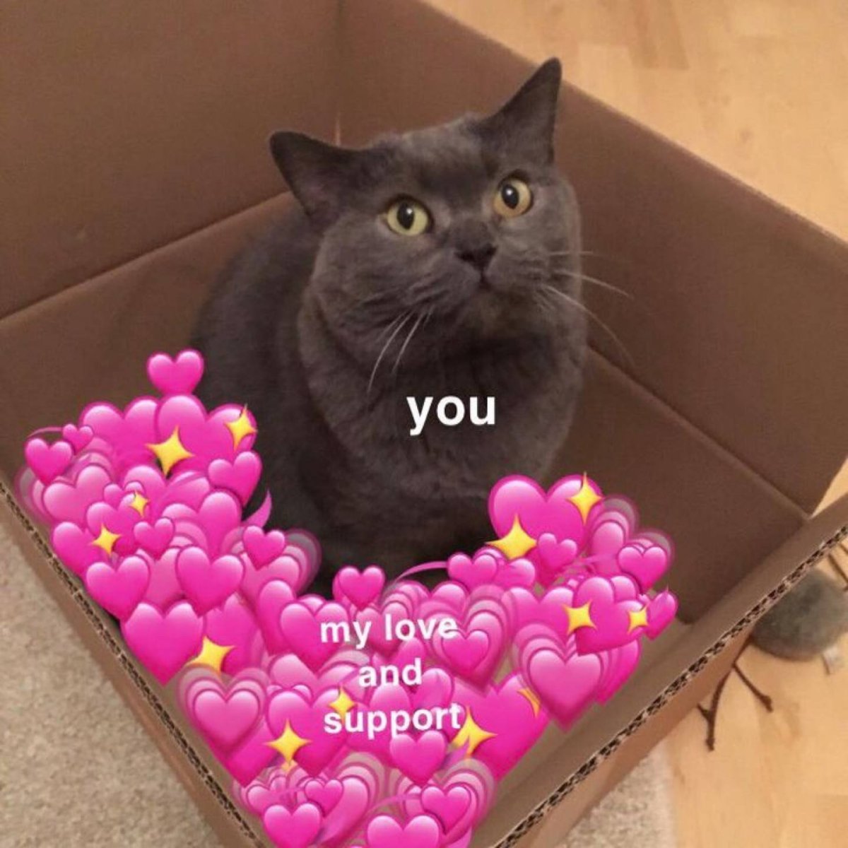 Милые котики с розовыми щечками