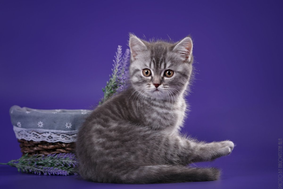 Котята скоттиш фолд прямоухие