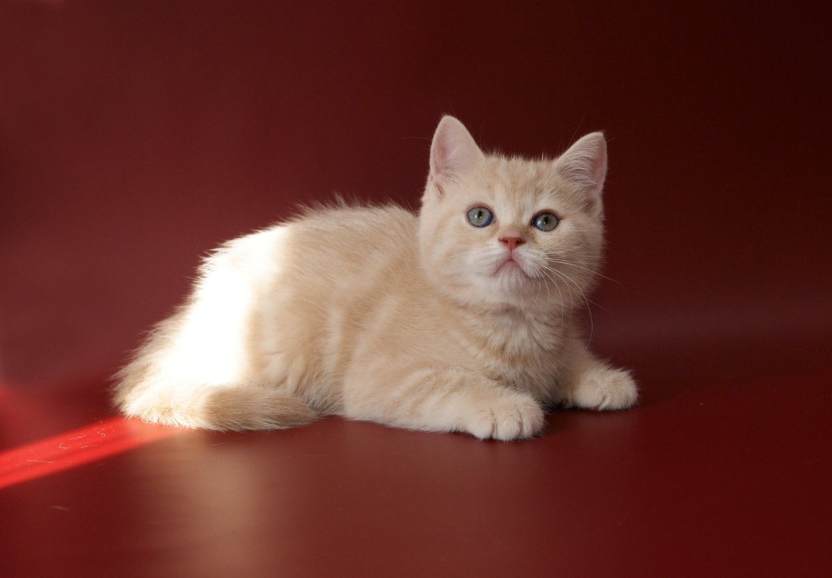 Золотая тикированная шиншилла кошка