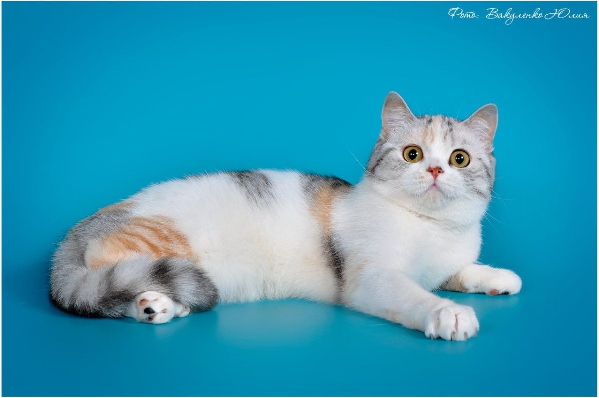 Шотландский кот вискас