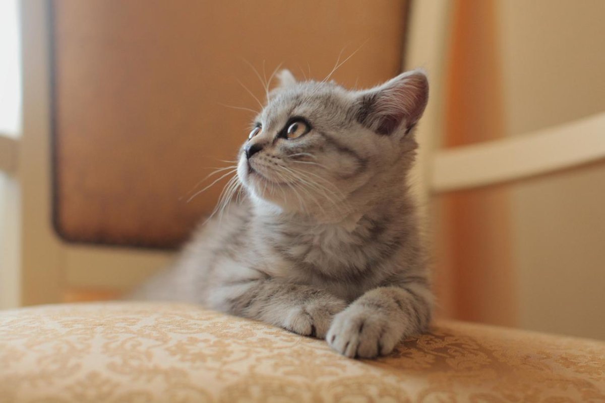 Шотландский кот страйт