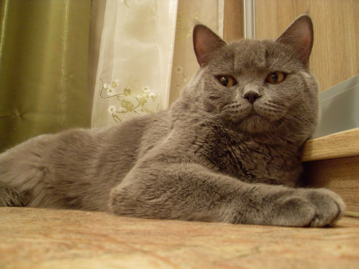 Скоттиш страйт рыжий