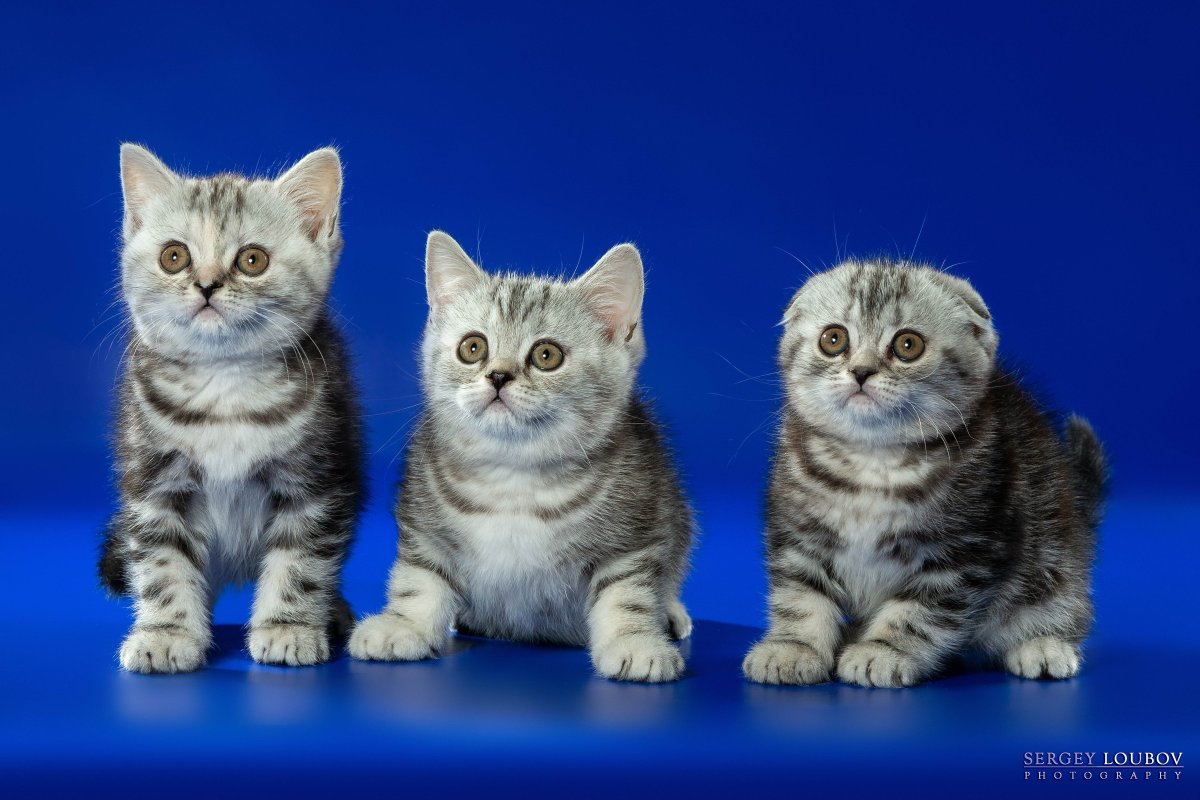 Шотландская вислоухая кошка скоттиш страйт