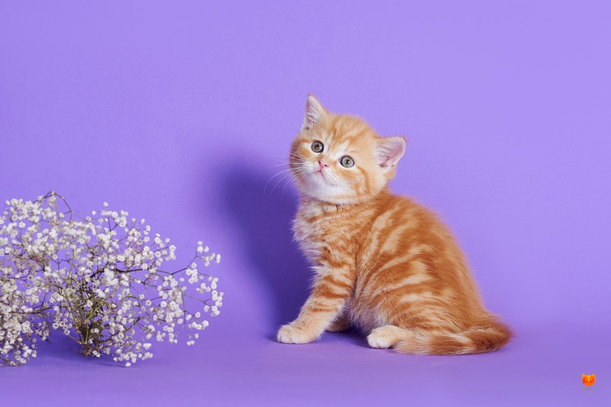 Лиловый кот британец прямоухий