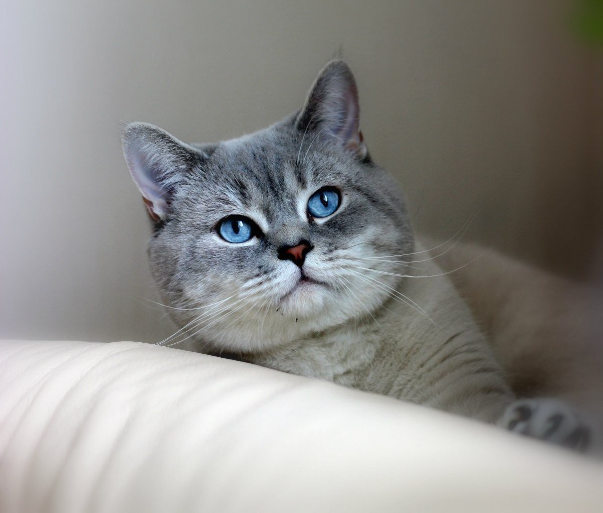 Шотландская прямоухая короткошерстная