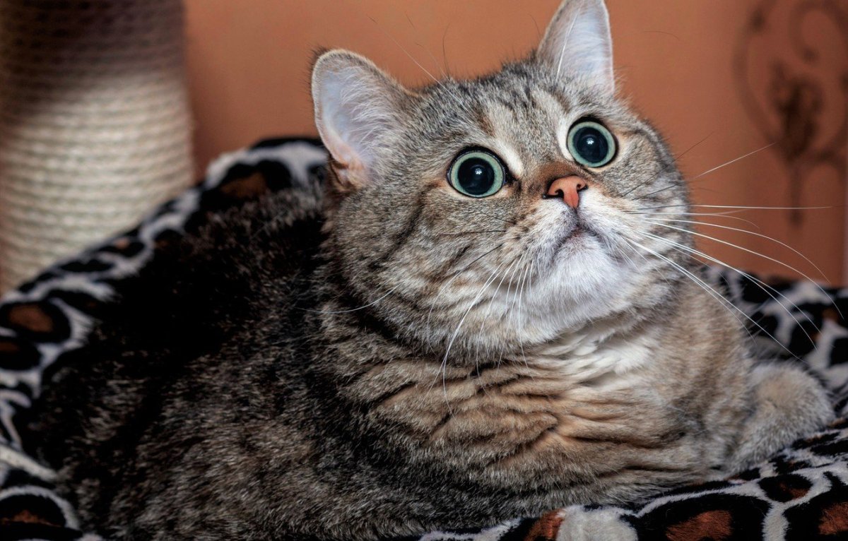 Шотландские котята прямоухие скоттиш страйт