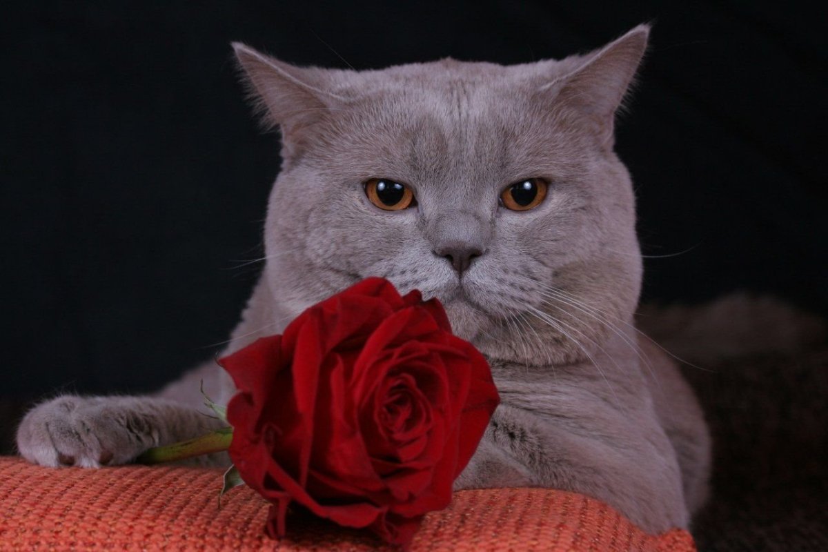 Шотландские котята прямоухие