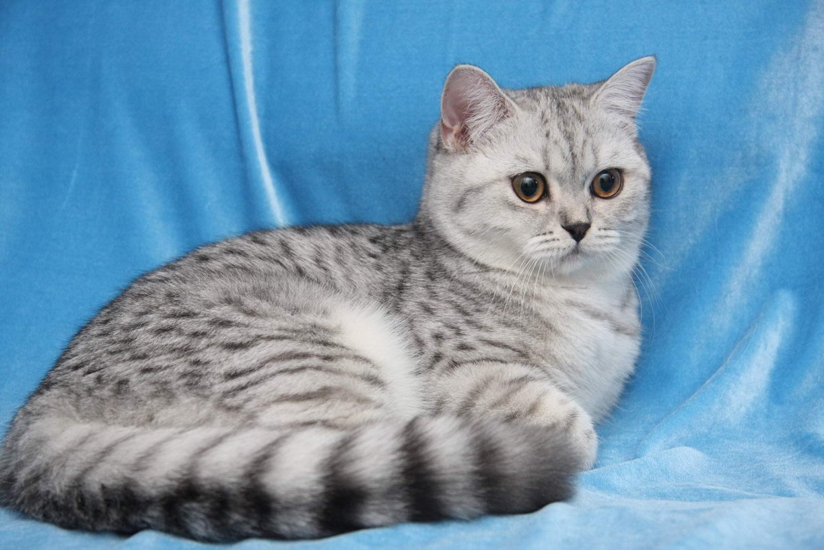 Шотландская прямоухая короткошерстная