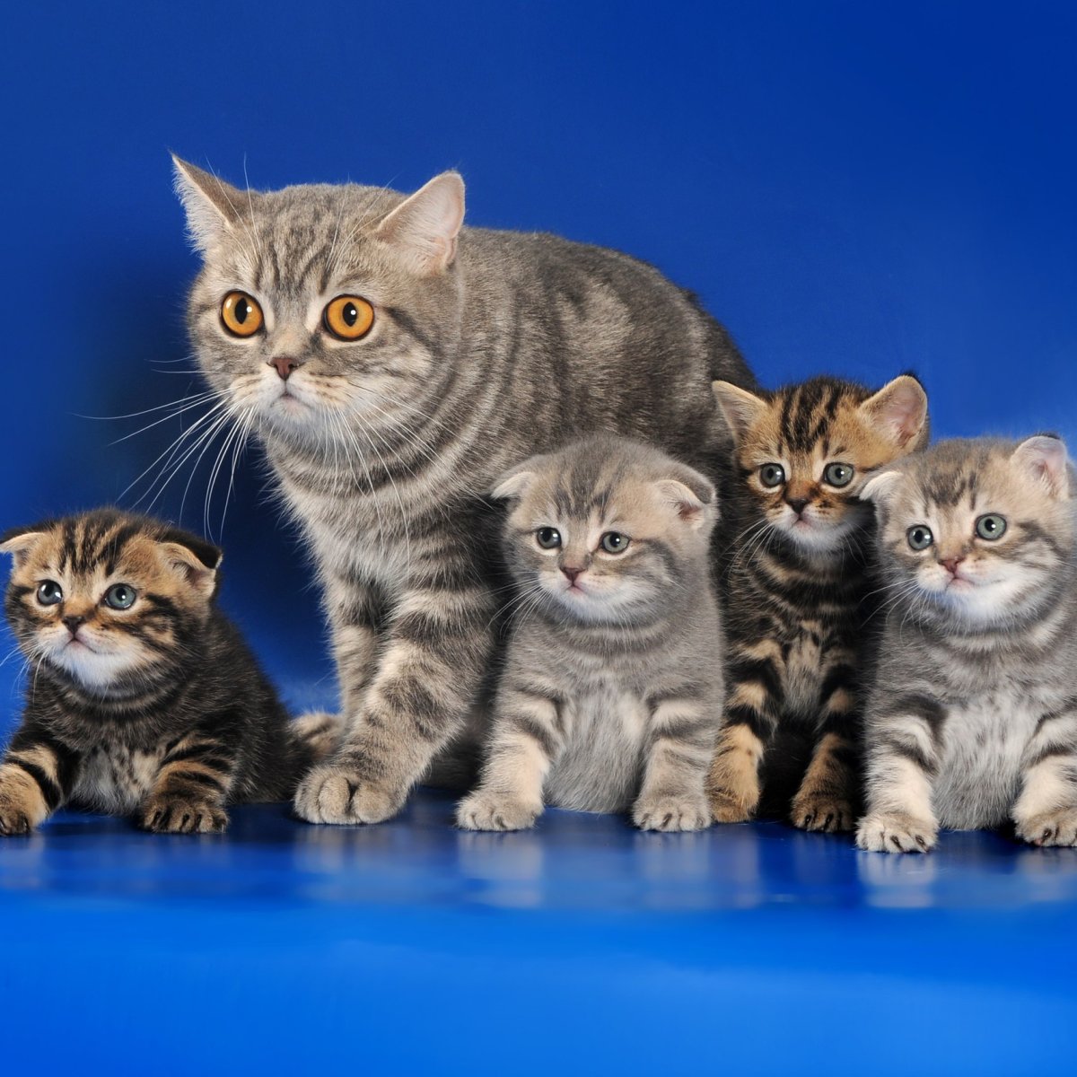 Шотландская кошка прямоухая