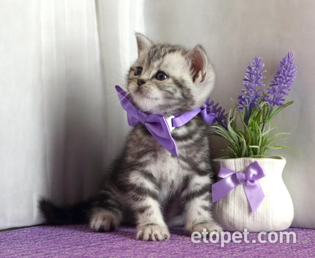 Бритиш страйт