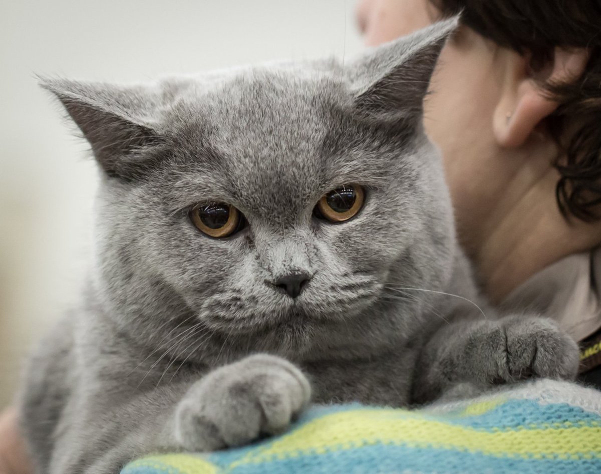 Шотландская кошка прямоухая