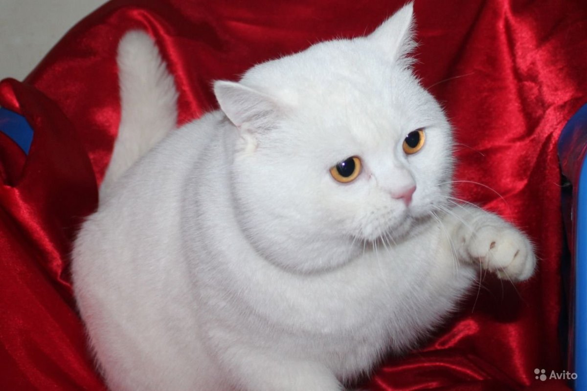 Шотландский скоттиш страйт