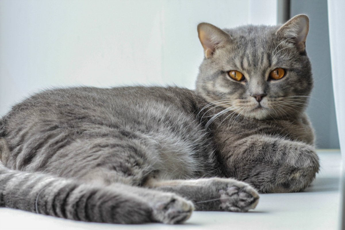 Кошка полосатая серая вискас