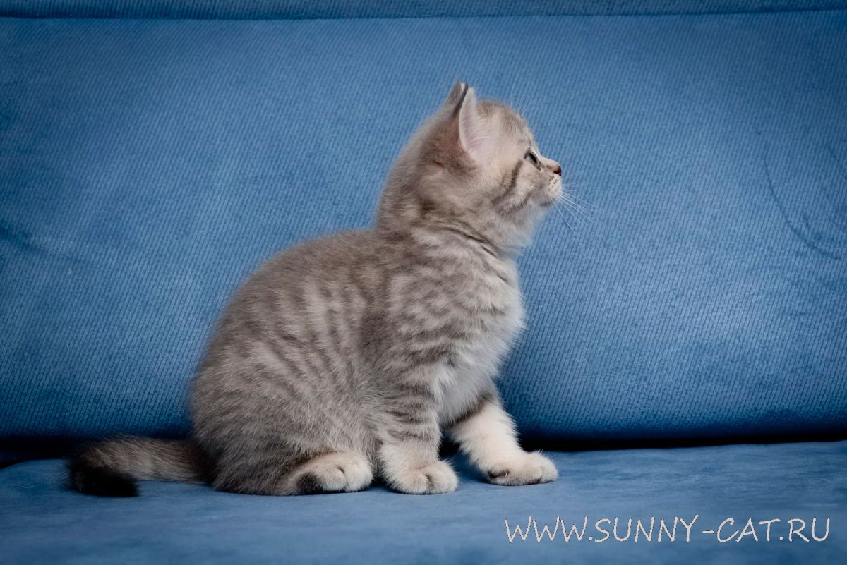 Скоттиш страйт белый