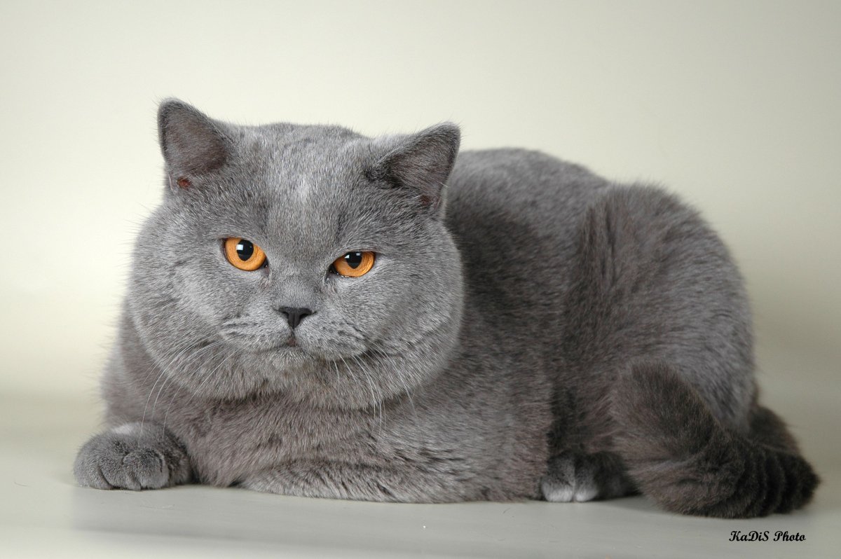 Шотландец кот прямоухий белый