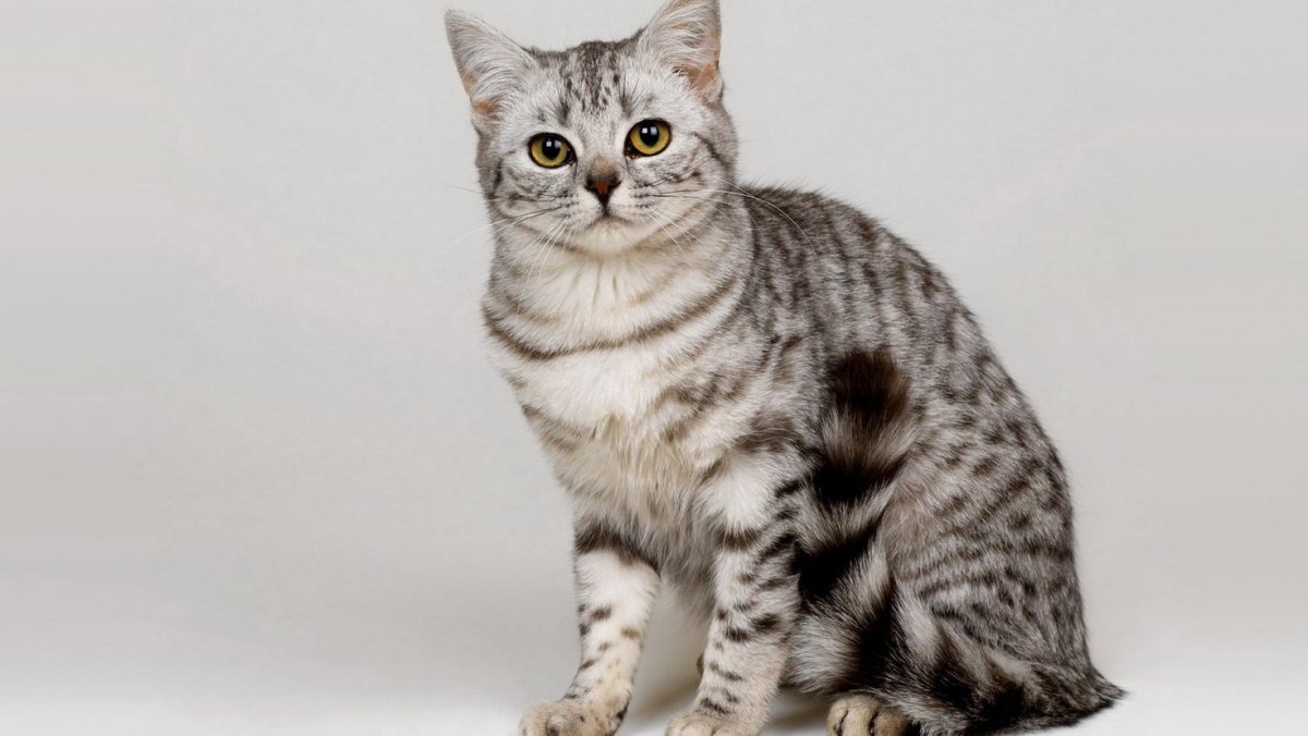 Шотландский кот скоттиш страйт