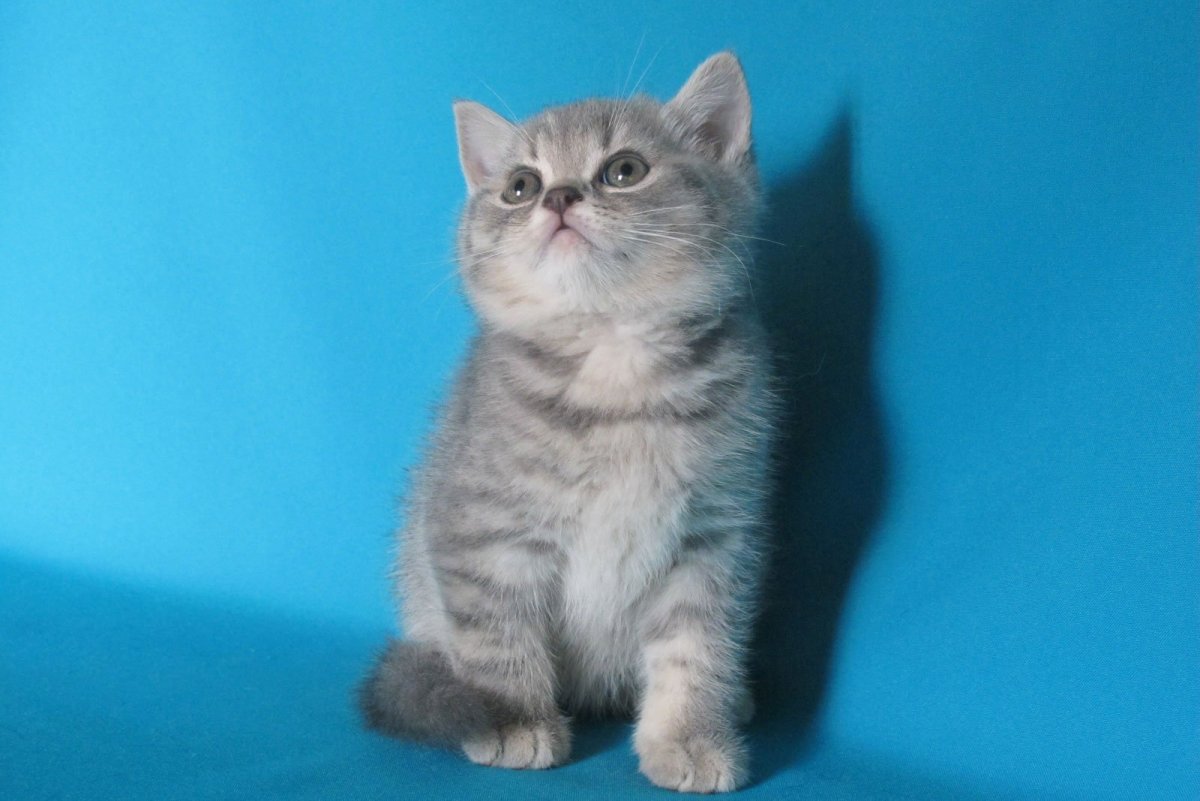 Британец скоттиш страйт вискас