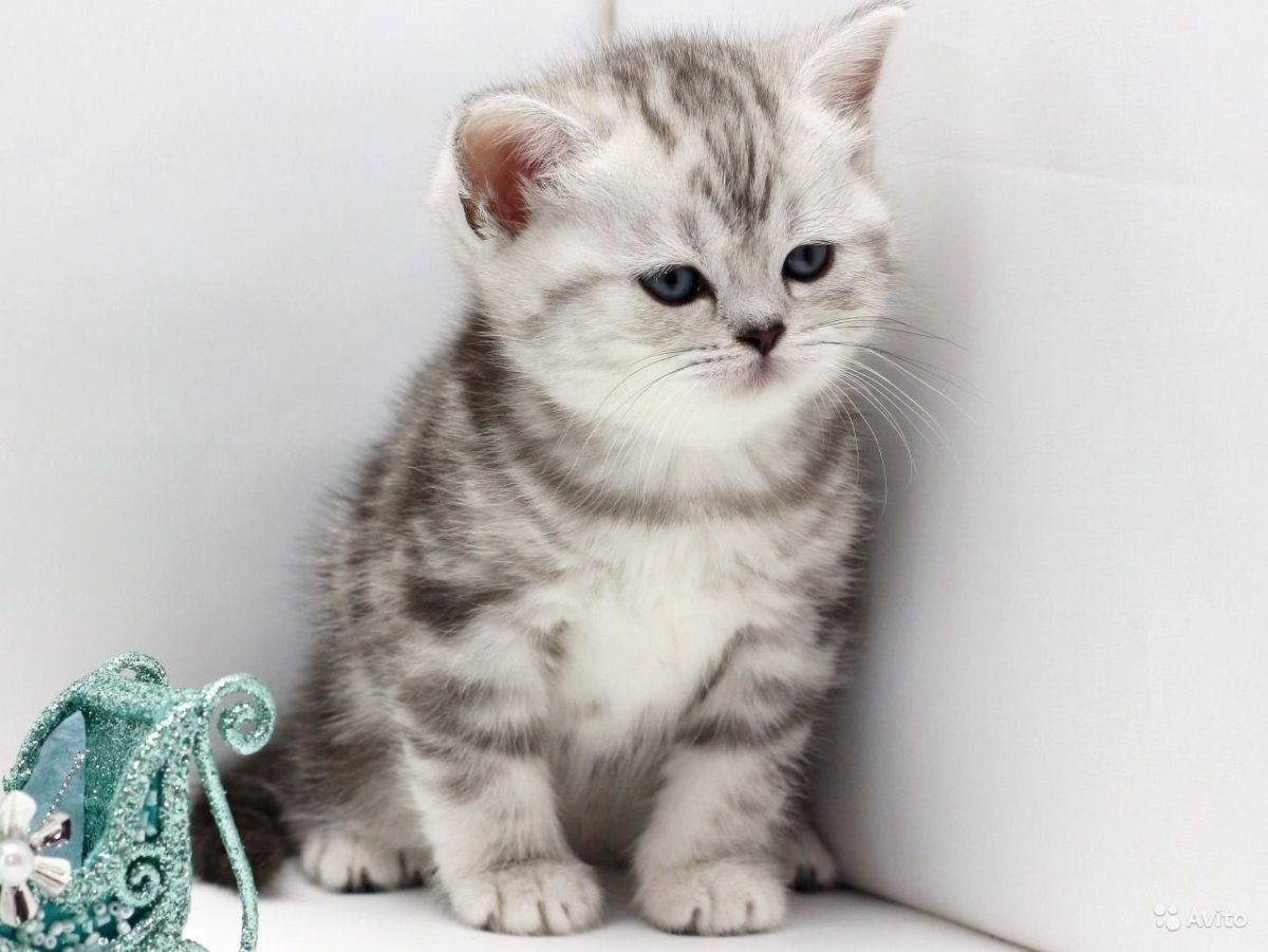 Шотландский скоттиш страйт серый