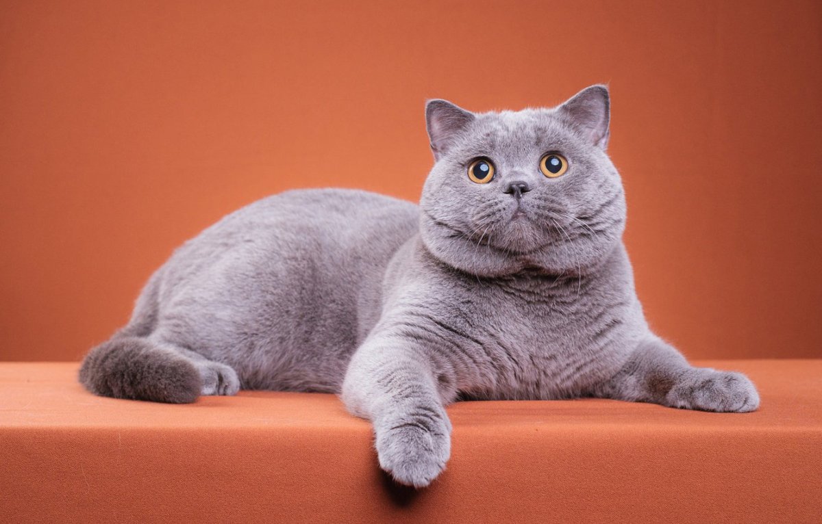 Британский кот Вильям