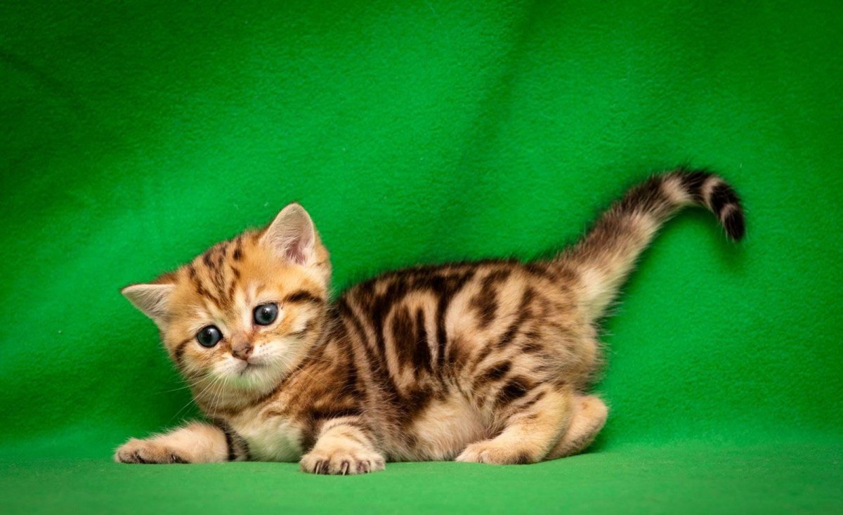 Шотландская кошка прямоухая золотой мрамор