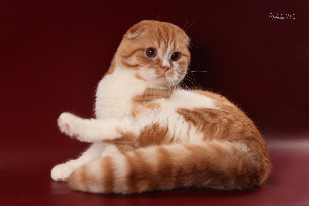 Скоттиш фолд рыжий
