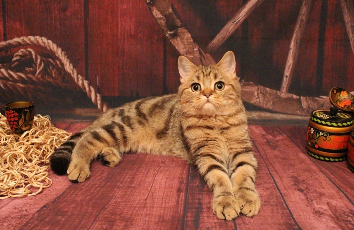Шотландский кот прямоухий тигровый